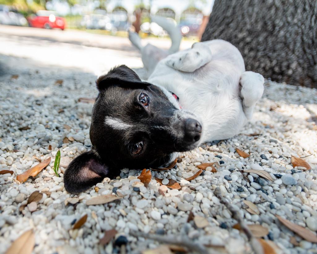 Enlarge Gio, a Adoptable mixed breed in Saint Petersburg, FL image 2/2