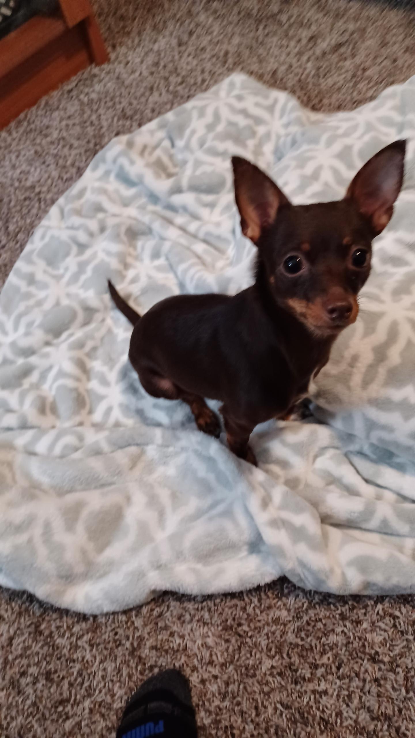 Coco, a Adopted mixed breed in Vancouver, WA image 2/4