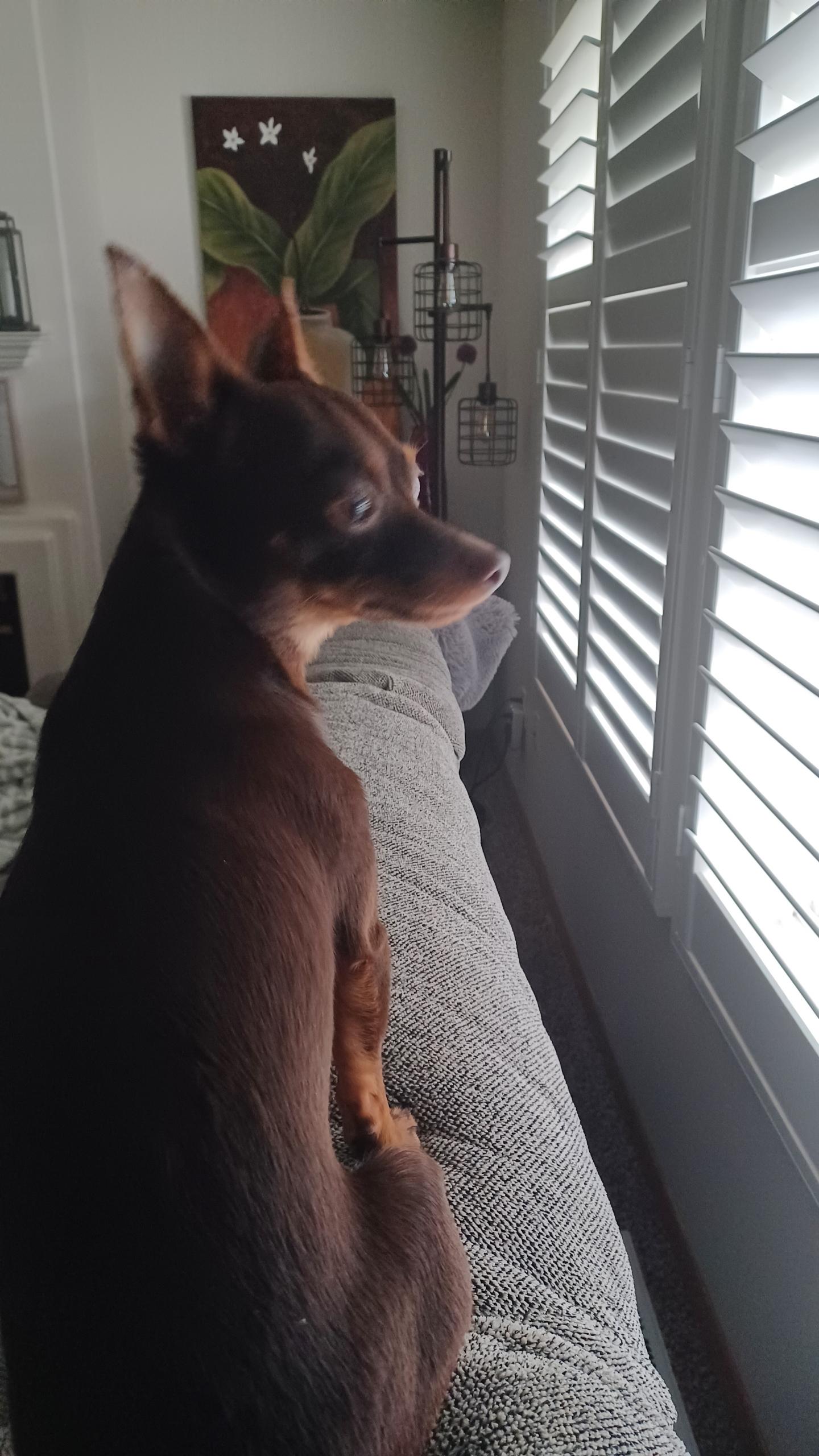 Coco, a Adopted mixed breed in Vancouver, WA image 4/4