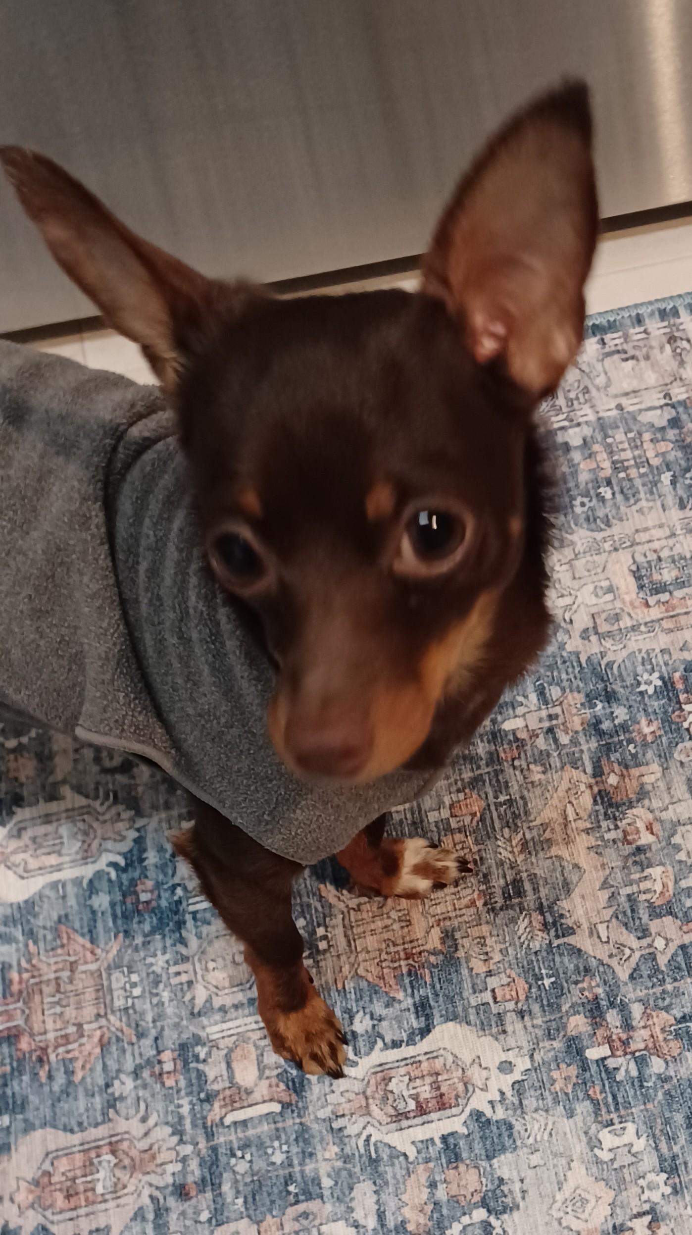 Coco, Adopted, Young Male Miniature Pinscher & Chihuahua.