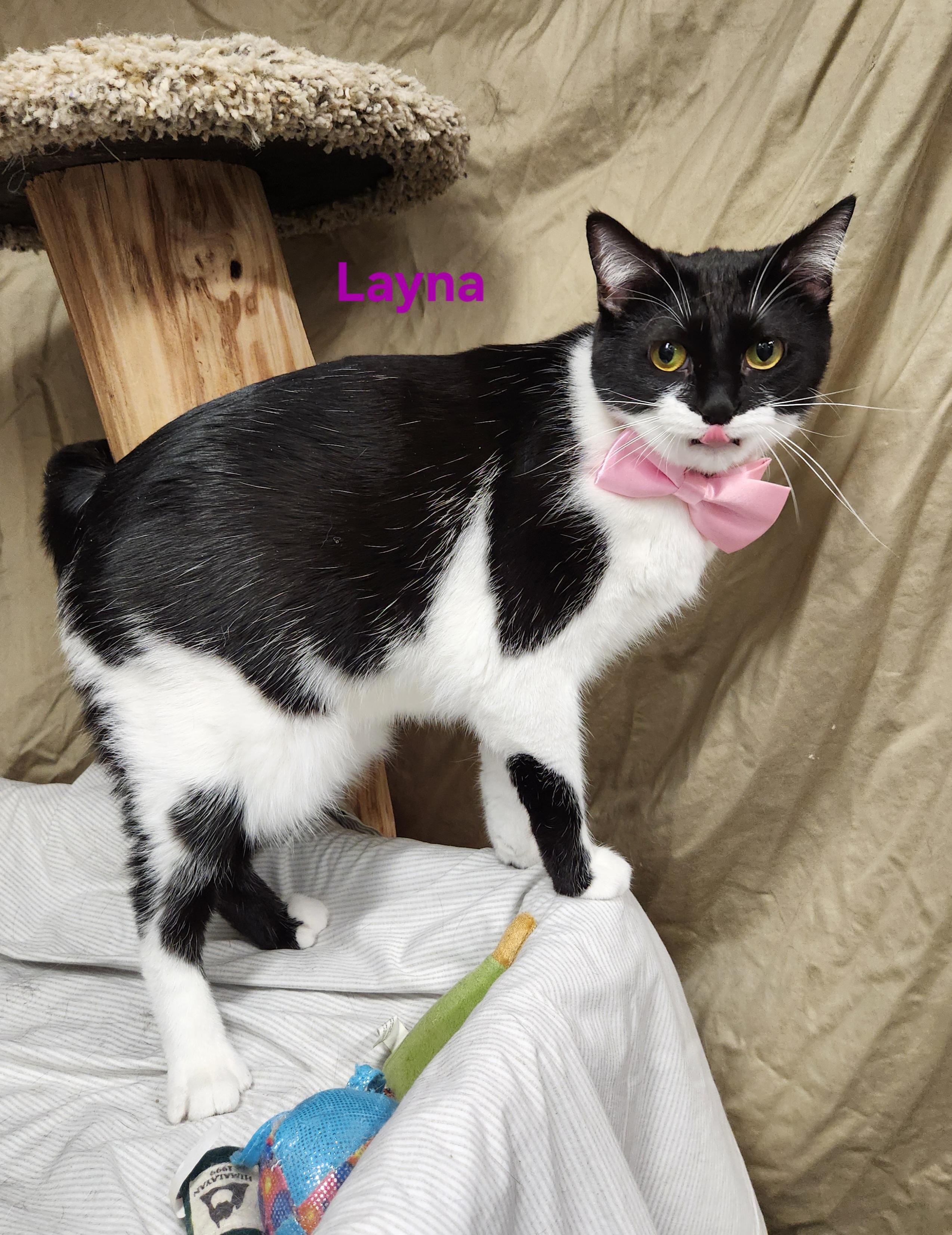 Enlarge Layna, a Adoptable mixed breed in Whitewater, WI image 3/3