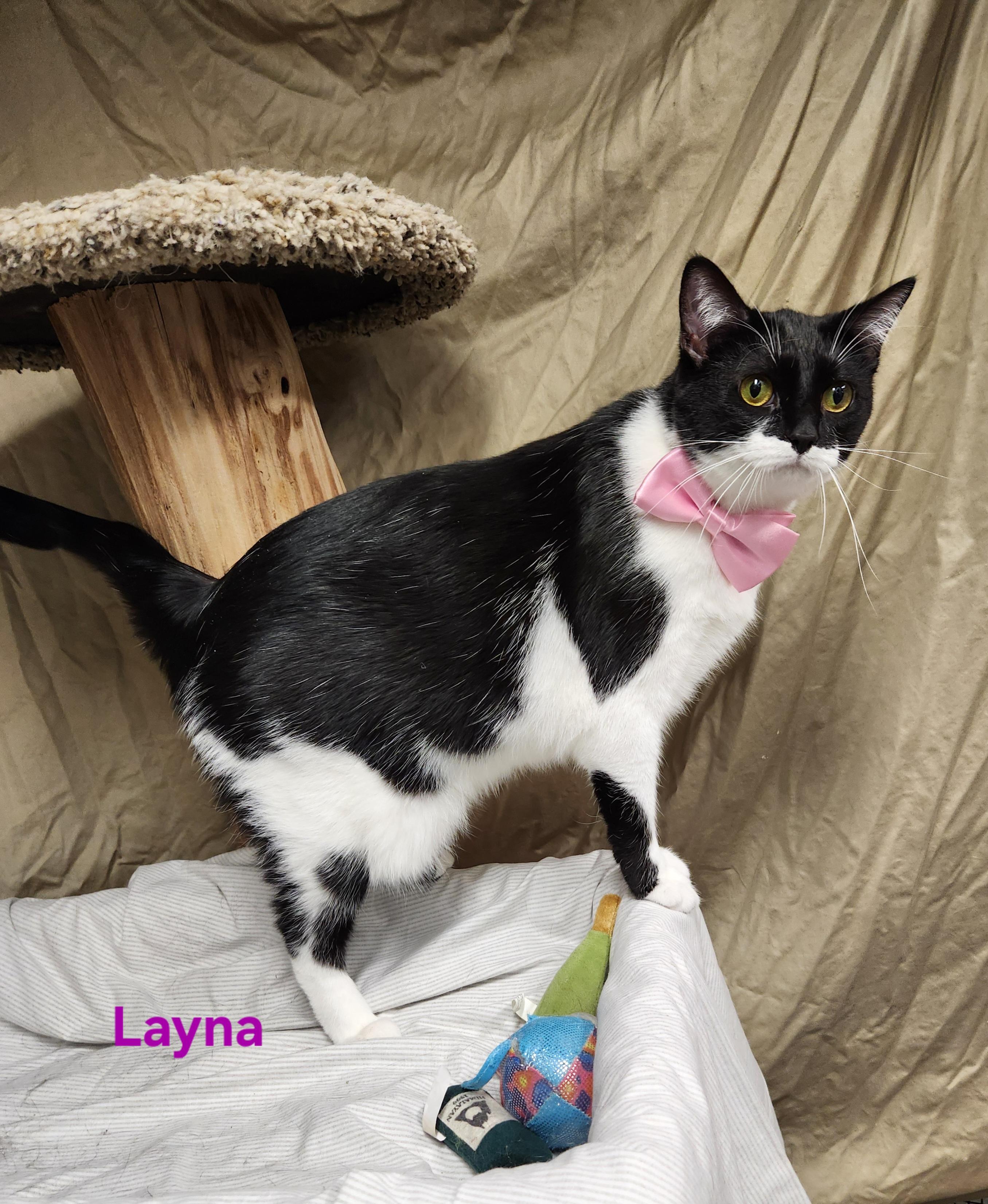 Enlarge Layna, a Adoptable mixed breed in Whitewater, WI image 1/3