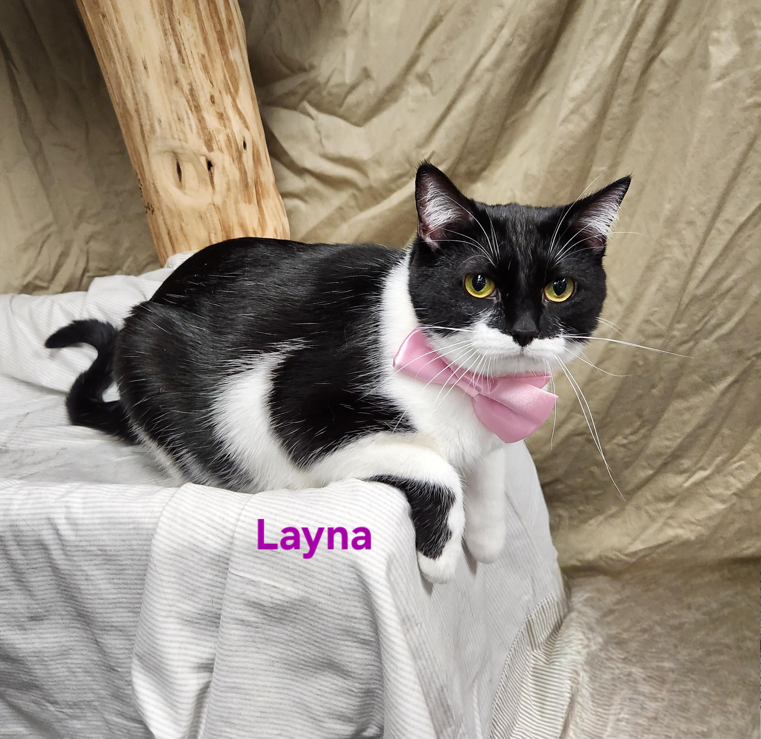 Enlarge Layna, a Adoptable mixed breed in Whitewater, WI image 2/3