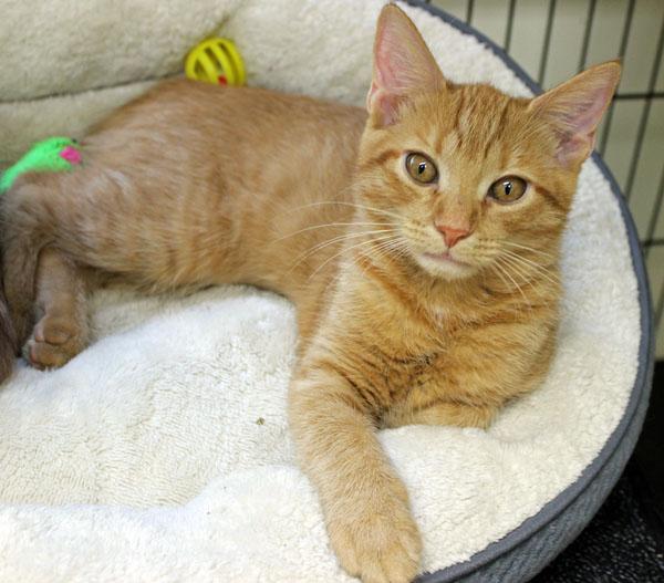 Enlarge Jeanette, a Adoptable Domestic Short Hair in Mansfield, MA image 2/3