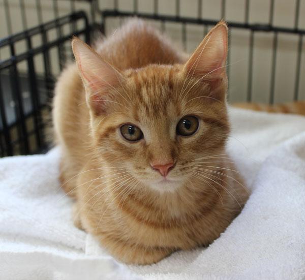 Jeanette, Adoptable, Kitten Female Domestic Short Hair.
