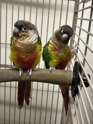 Izzi, Adoptable, Adult Unknown Conure.