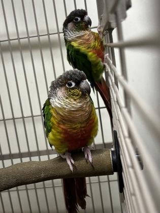Enlarge Izzi, a Adoptable Conure in New Hope, PA image 2/3