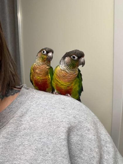 Enlarge Izzi, a Adoptable Conure in New Hope, PA image 3/3