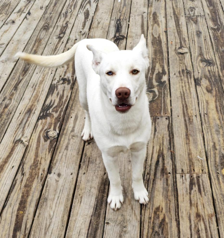 Koda, Adoptable, Puppy Male Siberian Husky & Pit Bull Terrier.