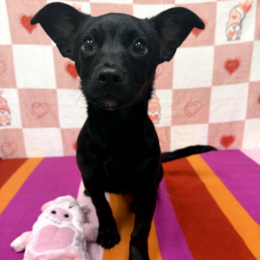 Enlarge Ford, a Adoptable mixed breed in Bryan, TX image 1/1