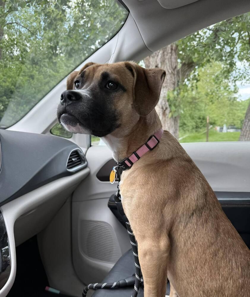Cocoa (Baking & Spices), Adoptable, Puppy Female Mixed Breed.