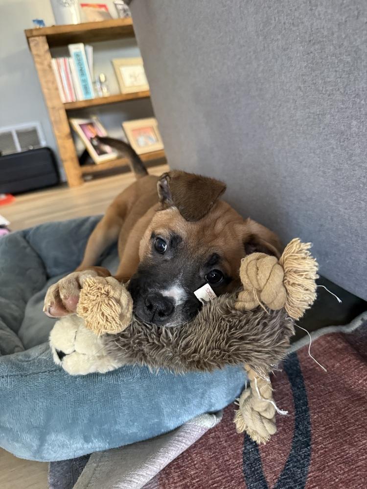 Cocoa (Baking & Spices), a Adoptable mixed breed in New Albany, OH image 2/4