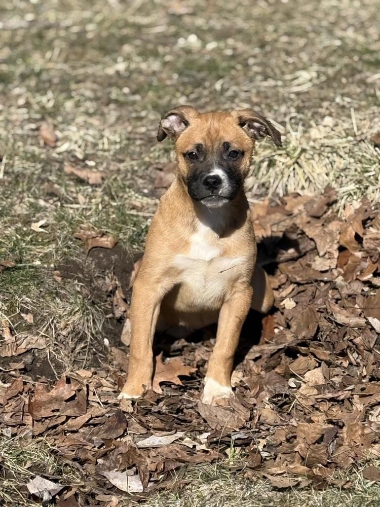 Cocoa (Baking & Spices), a Adoptable mixed breed in New Albany, OH image 4/4