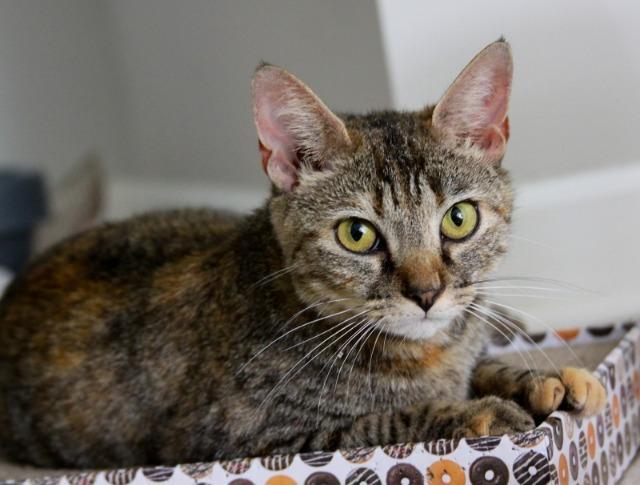 Aurora, Adoptable, Senior Female Domestic Short Hair.