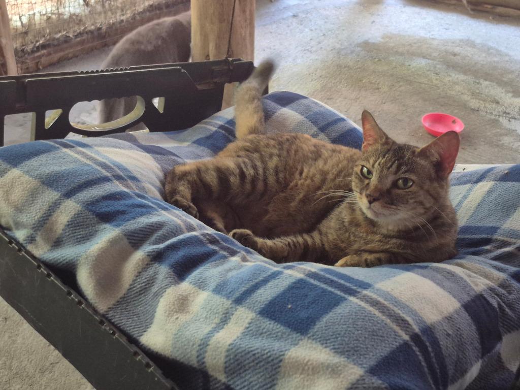 Enlarge Aurora, a Adoptable mixed breed in Pittsboro, NC image 2/5