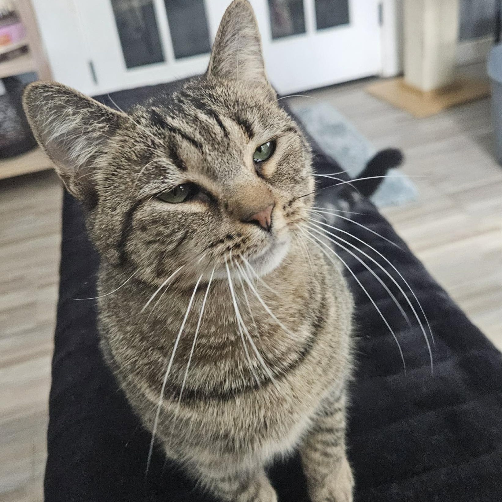 Merri (People Lover), a ADOPTABLE Domestic Short Hair in Rochester, NY image 2/3