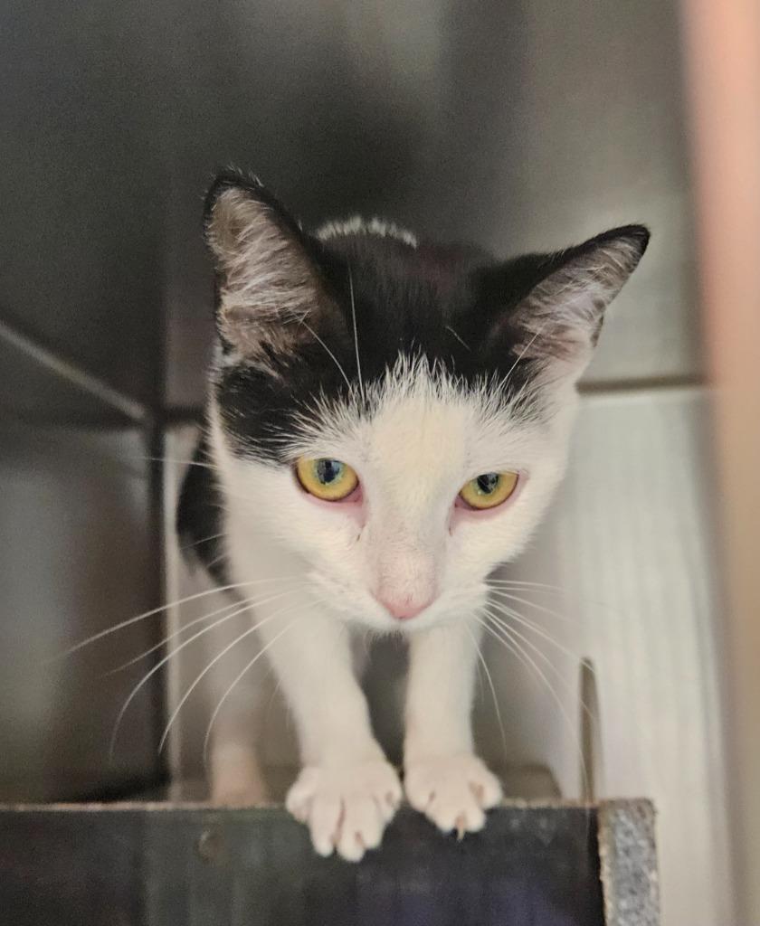 Grove 4(Moon Pie)(Daphne), Adoptable, Kitten Female Domestic Short Hair.