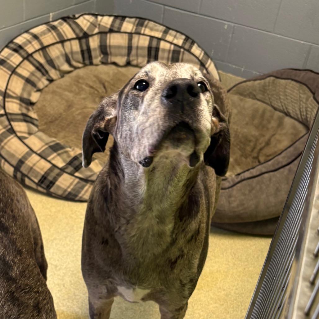 Harleigh, Adoptable, Senior Female Great Dane & German Shepherd Dog.