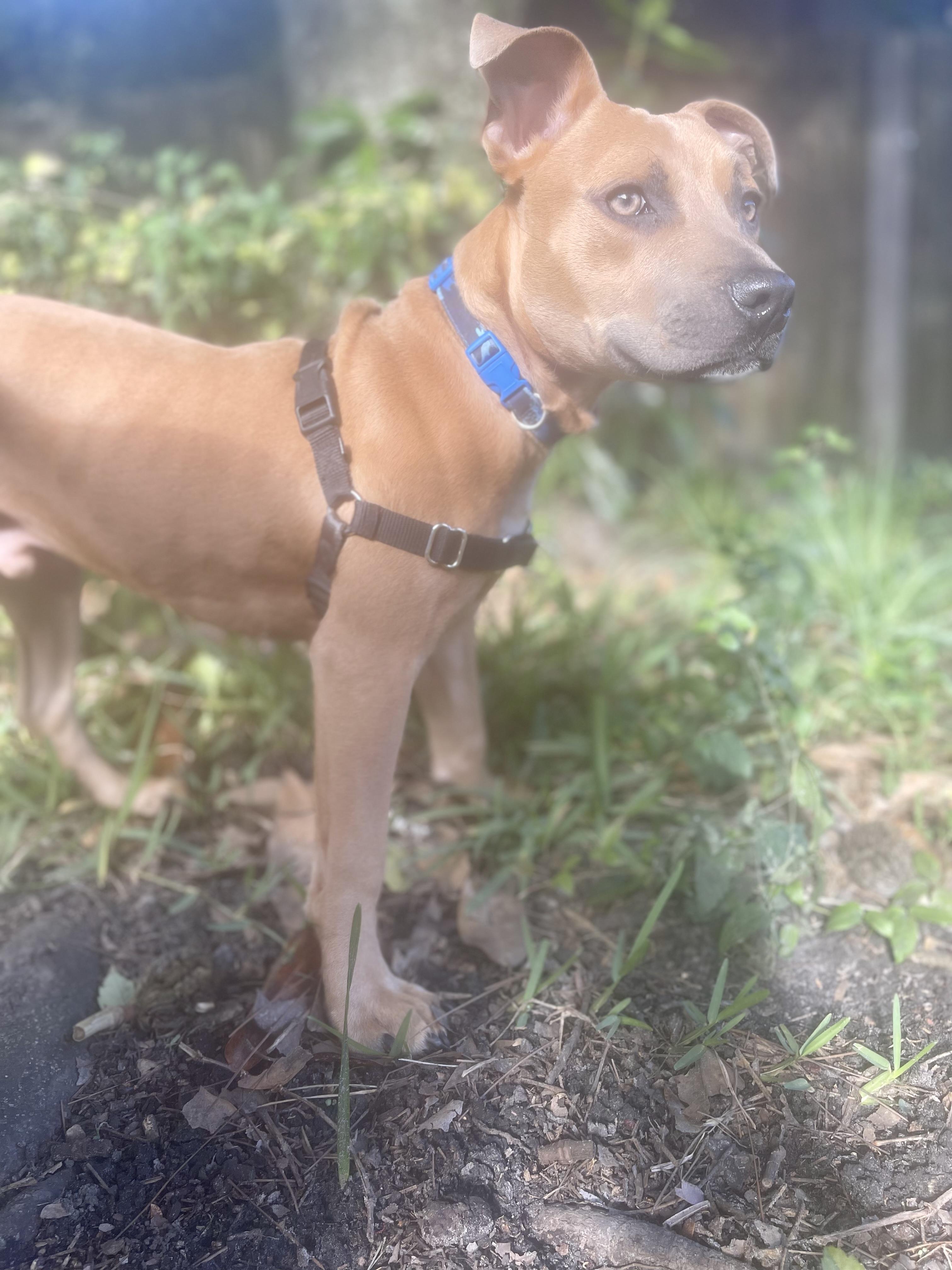 Milo, a Adoptable mixed breed in Jacksonville, FL image 3/6