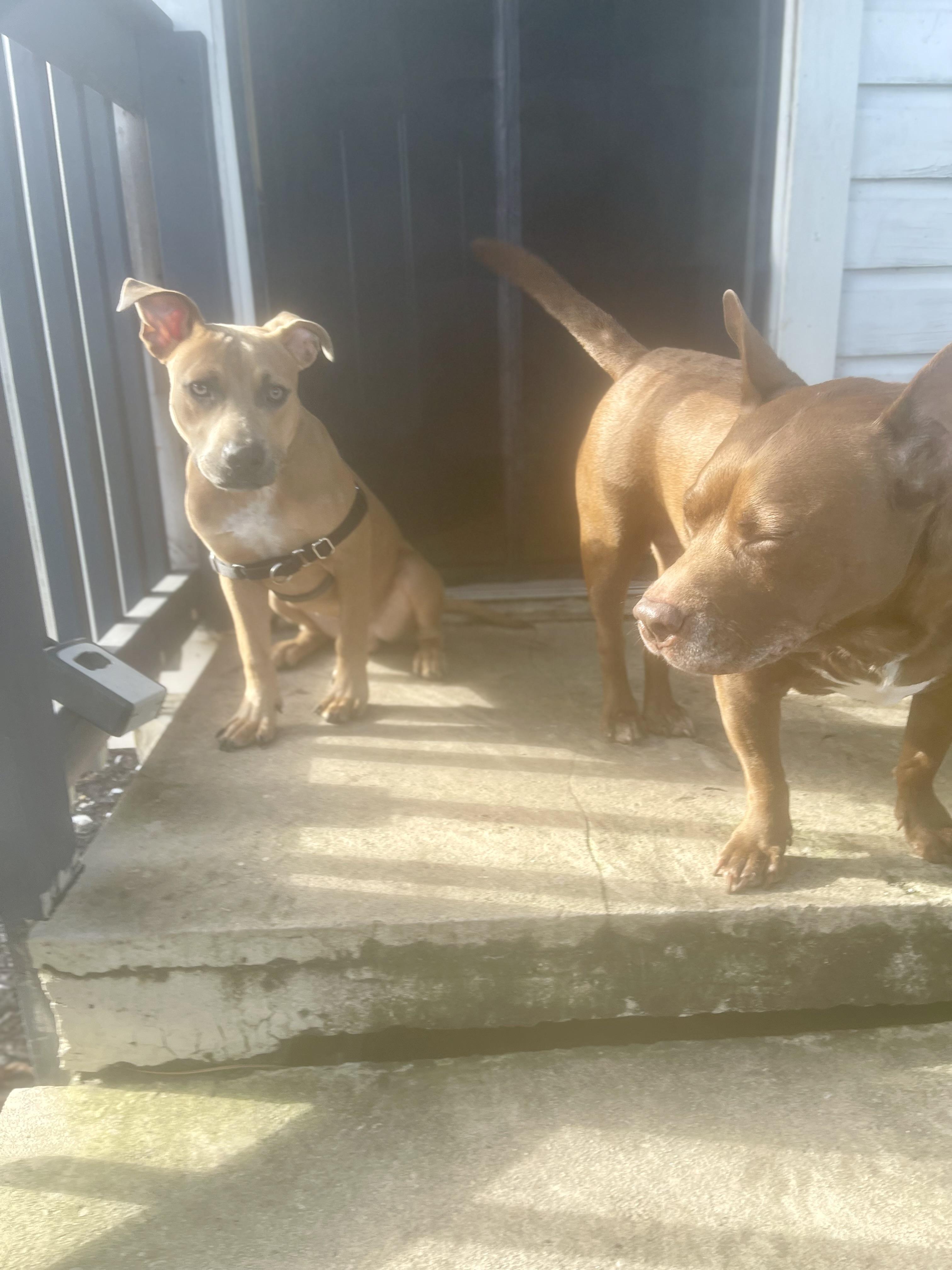 Milo, a Adoptable mixed breed in Jacksonville, FL image 4/6