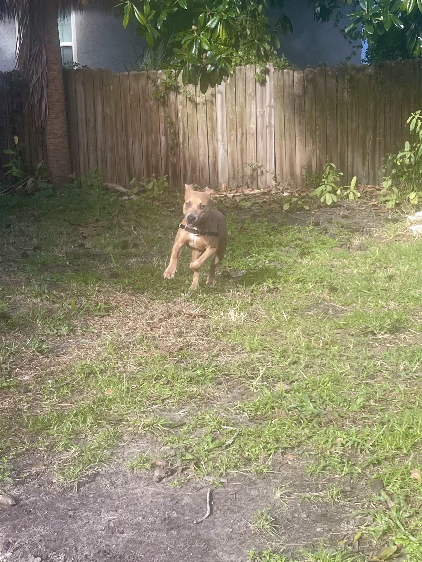 Milo, a Adoptable mixed breed in Jacksonville, FL image 5/6