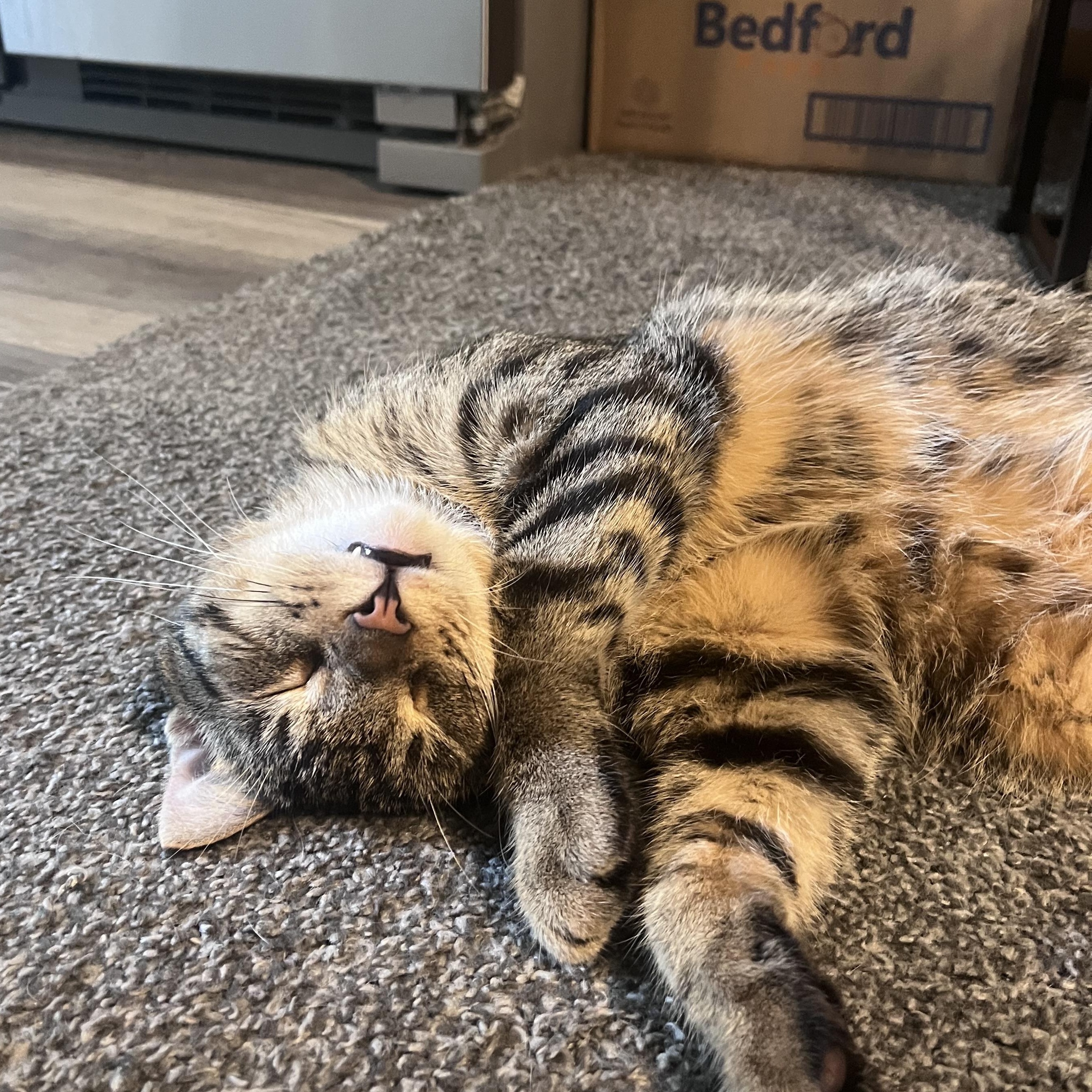 Goose, a ADOPTABLE Domestic Short Hair in Milwaukee, WI image 3/5