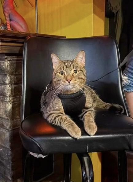 Goose, a ADOPTABLE Domestic Short Hair in Milwaukee, WI image 4/5