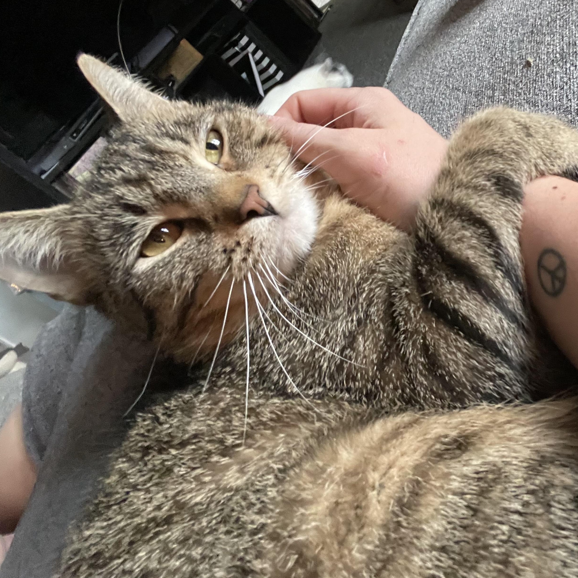 Goose, a ADOPTABLE Domestic Short Hair in Milwaukee, WI image 1/5
