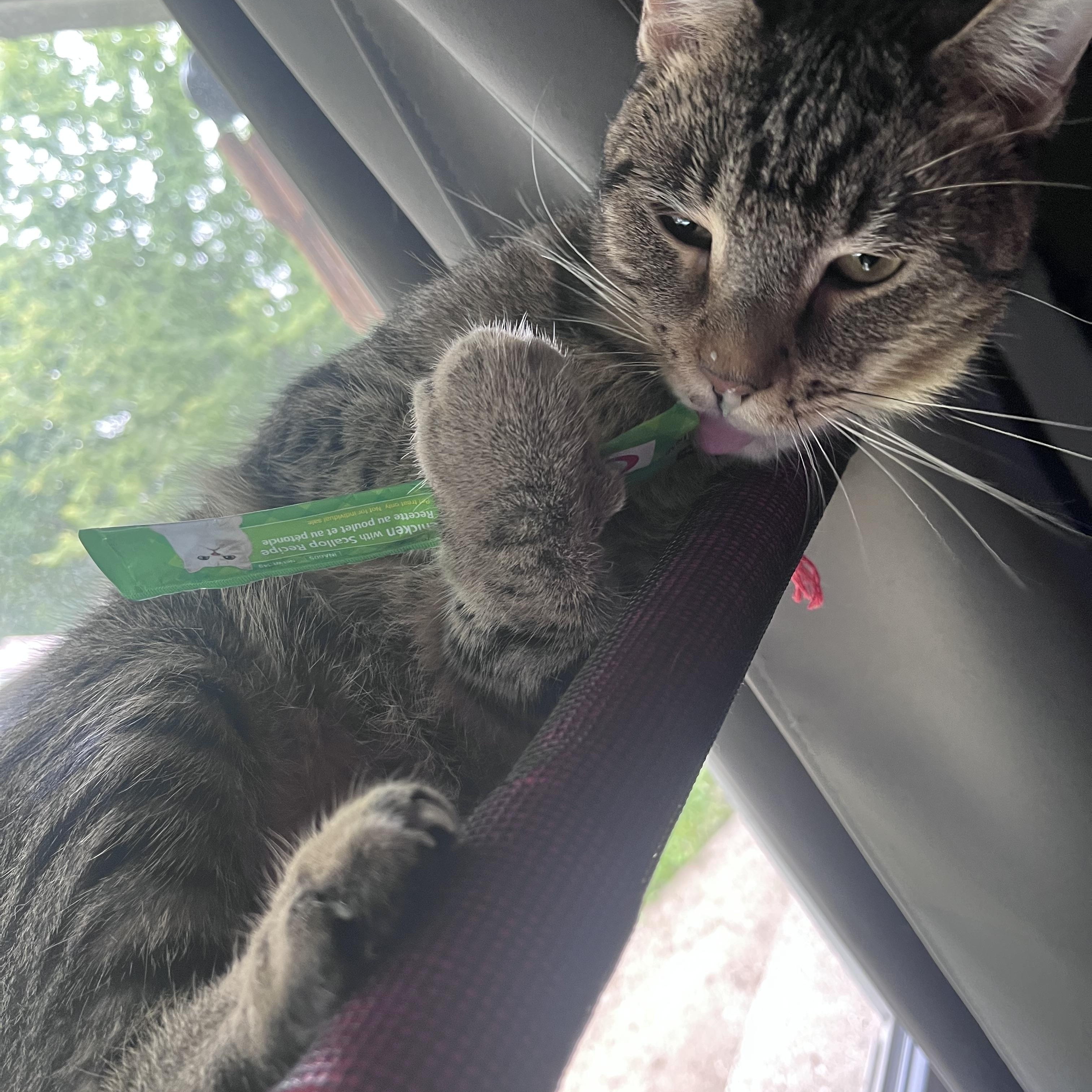 Goose, a ADOPTABLE Domestic Short Hair in Milwaukee, WI image 2/5