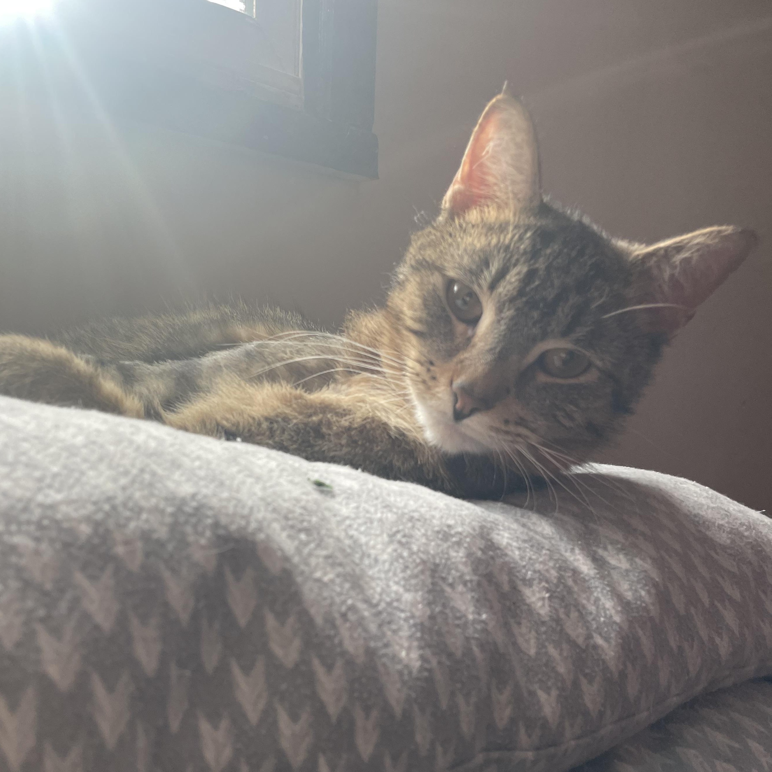Goose, a ADOPTABLE Domestic Short Hair in Milwaukee, WI image 5/5