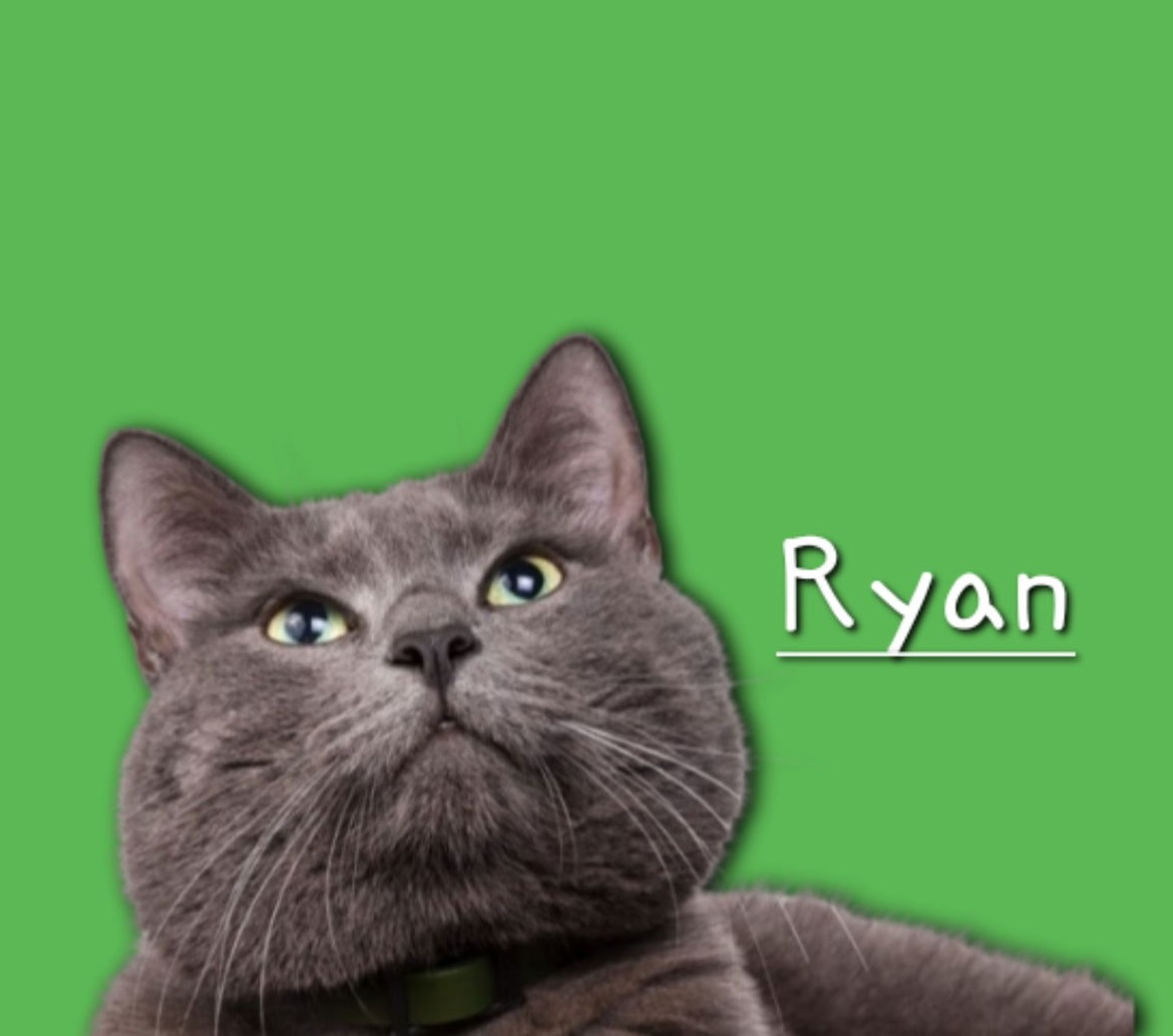 Cat for adoption Ryan timidguy, a Russian Blue & Domestic Short