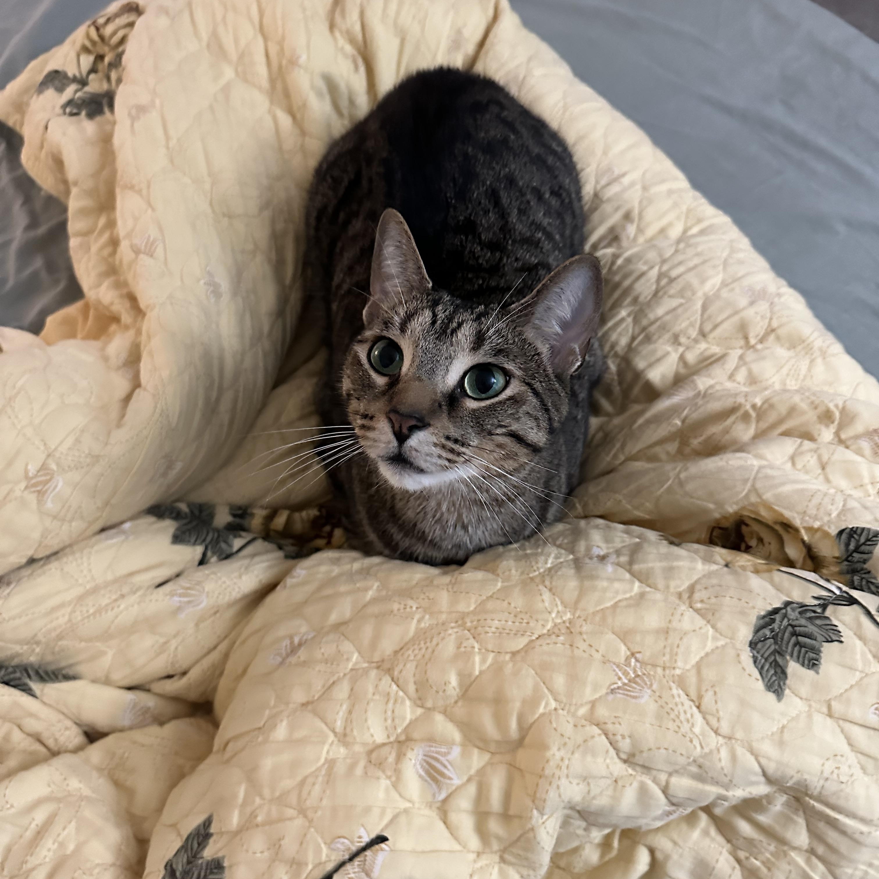 Nickle, a Adoptable Domestic Short Hair in Markham, ON image 5/6