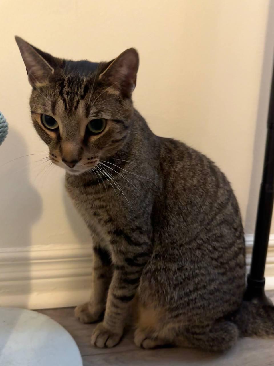 Nickle, a Adoptable Domestic Short Hair in Markham, ON image 2/6