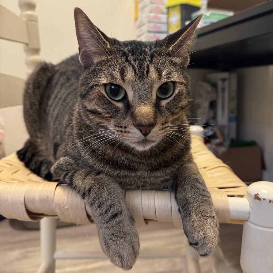 Nickle, Adoptable, Adult Male Domestic Short Hair.