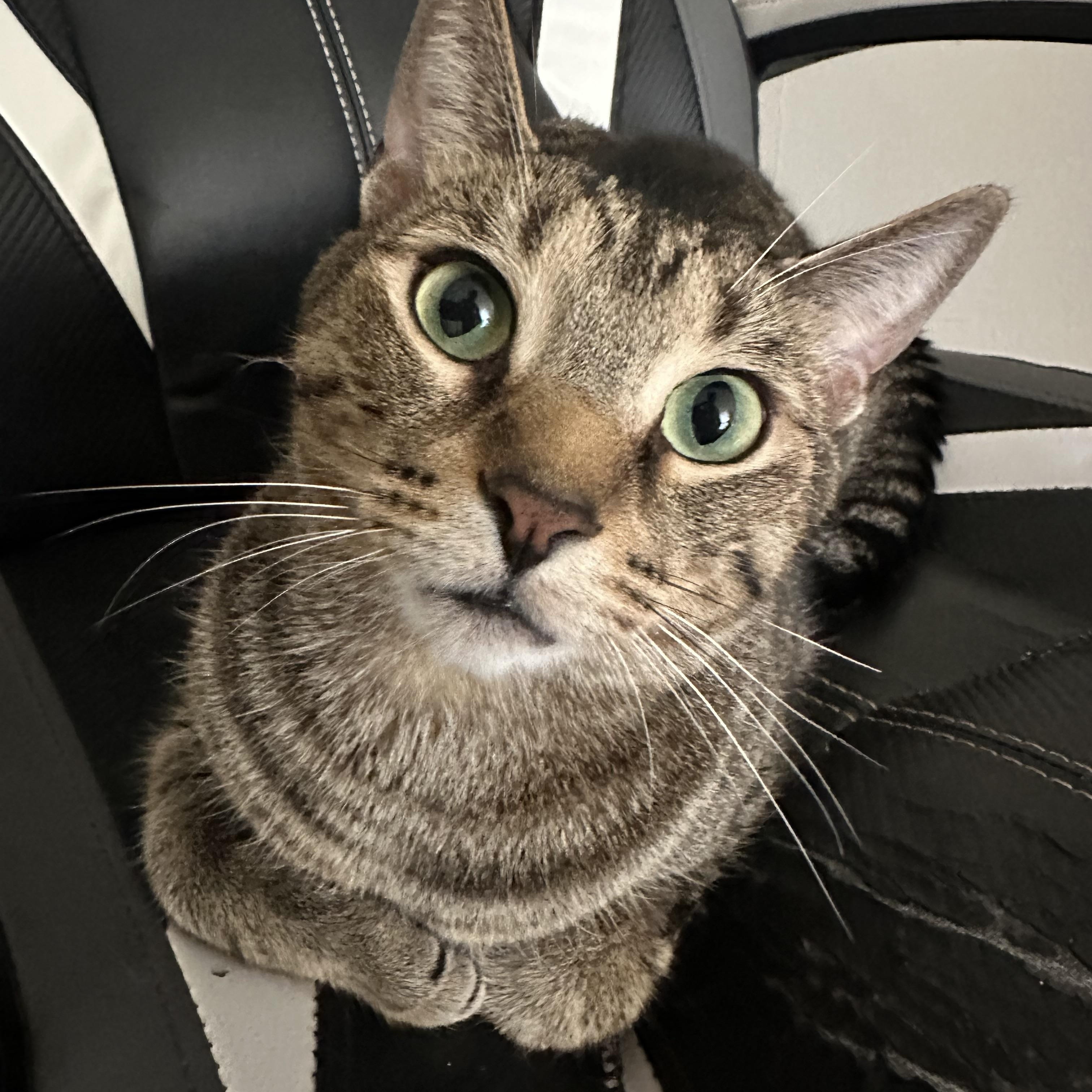 Nickle, a Adoptable Domestic Short Hair in Markham, ON image 3/6