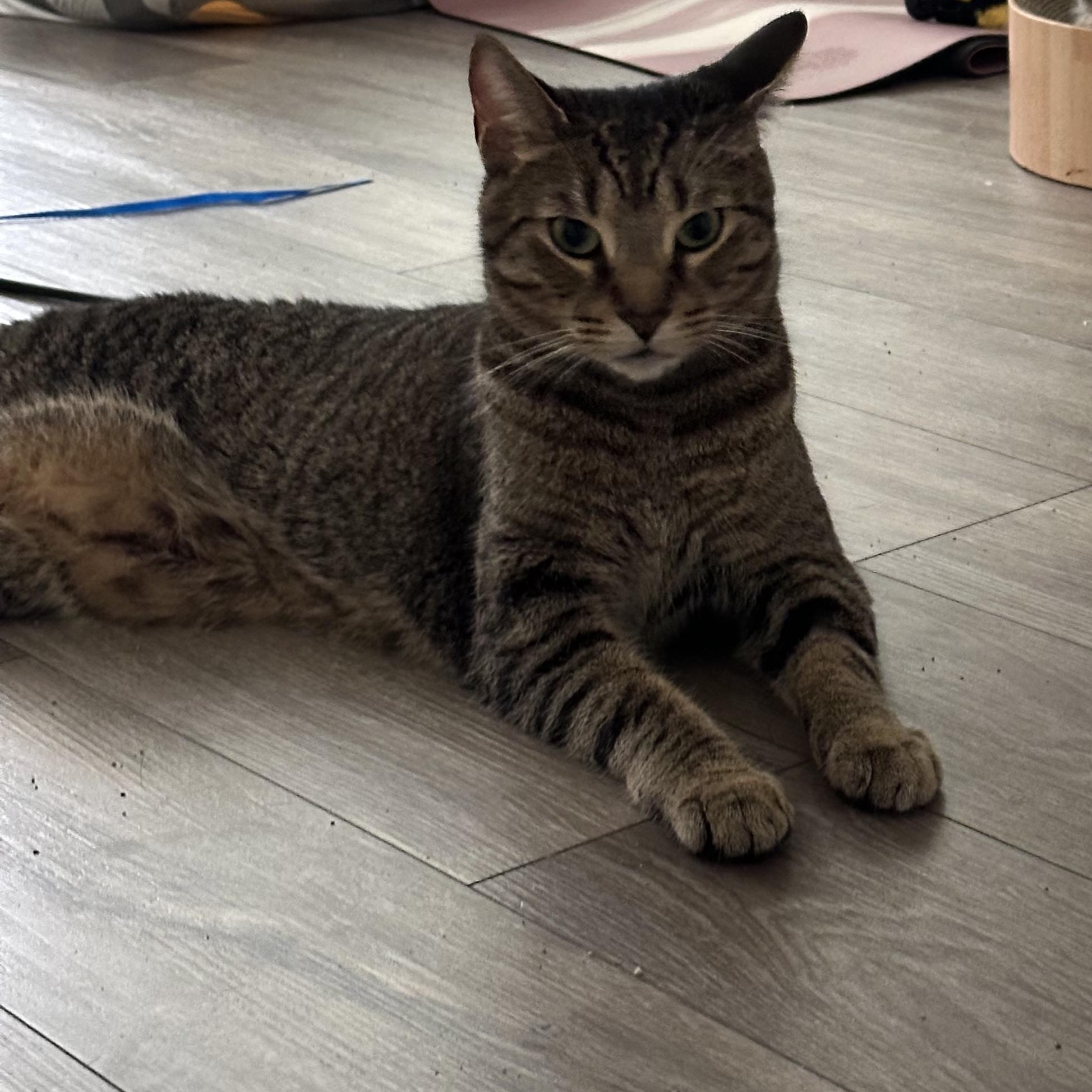 Nickle, a Adoptable Domestic Short Hair in Markham, ON image 6/6