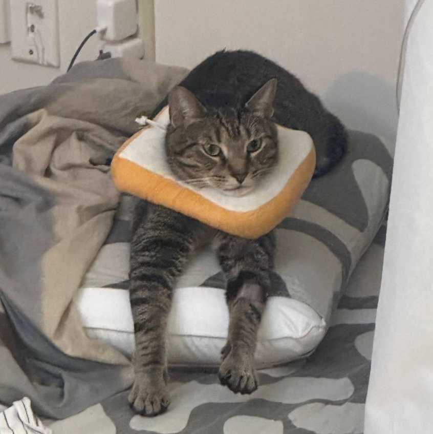 Nickle, a Adoptable Domestic Short Hair in Markham, ON image 4/6