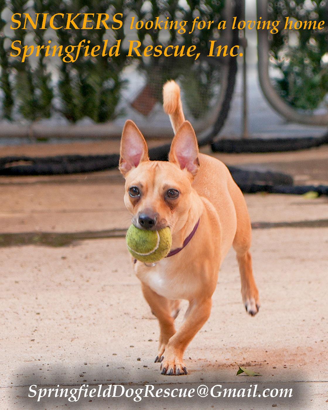 Enlarge SNICKERS! Fun Playful 'Good Buddy' Love Bug, a Adoptable mixed breed in Queens Village, NY image 2/5
