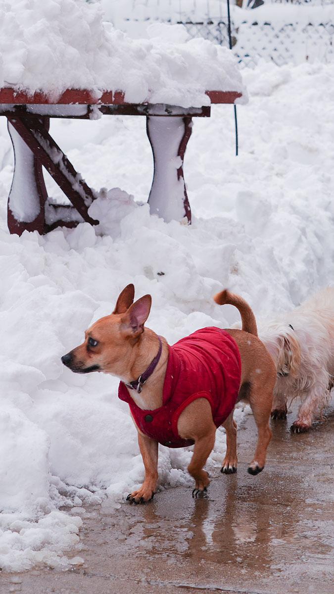 Enlarge SNICKERS! Fun Playful 'Good Buddy' Love Bug, a Adoptable mixed breed in Queens Village, NY image 4/5
