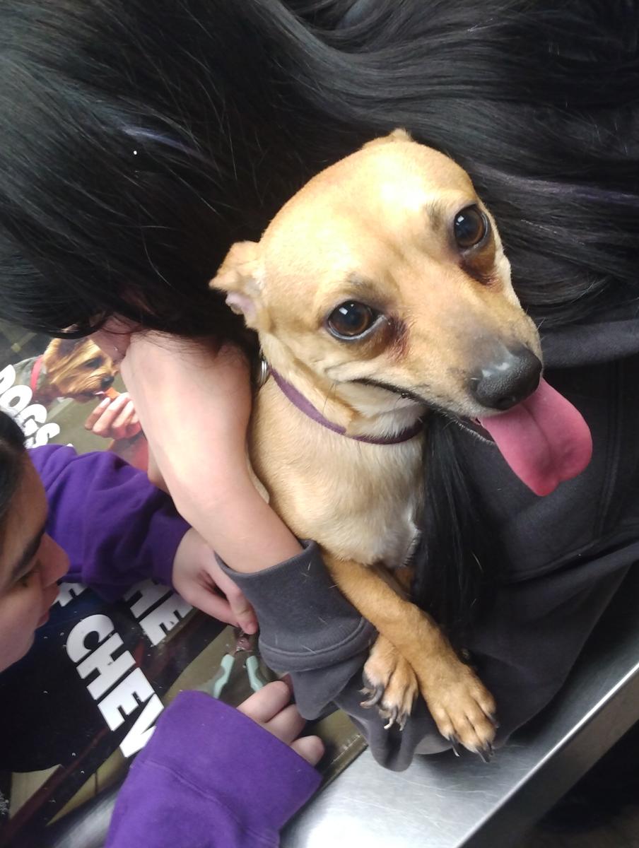 Enlarge SNICKERS! Fun Playful 'Good Buddy' Love Bug, a Adoptable mixed breed in Queens Village, NY image 1/5