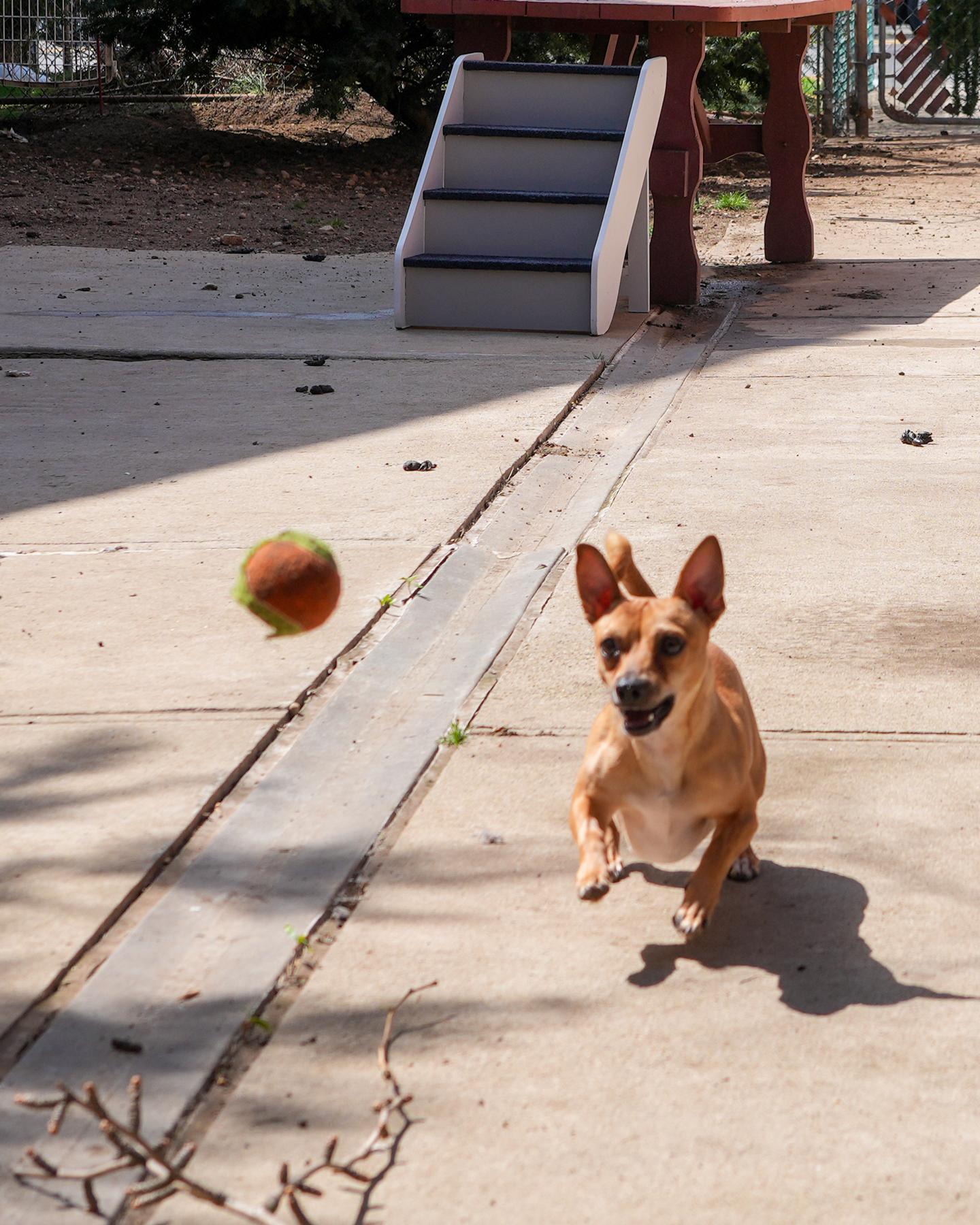 Enlarge SNICKERS! Fun Playful 'Good Buddy' Love Bug, a Adoptable mixed breed in Queens Village, NY image 5/5