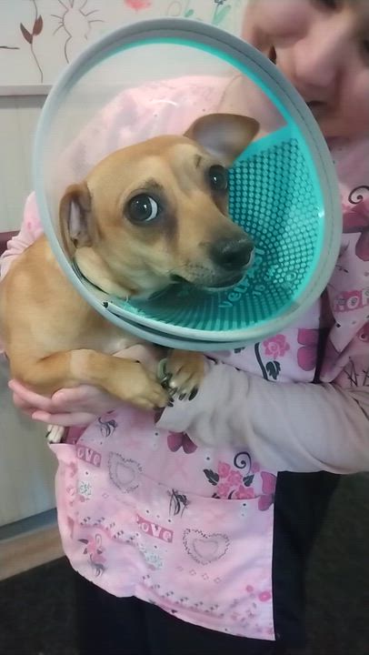 Enlarge SNICKERS! Fun Playful 'Good Buddy' Love Bug, a Adoptable mixed breed in Queens Village, NY video 3/5