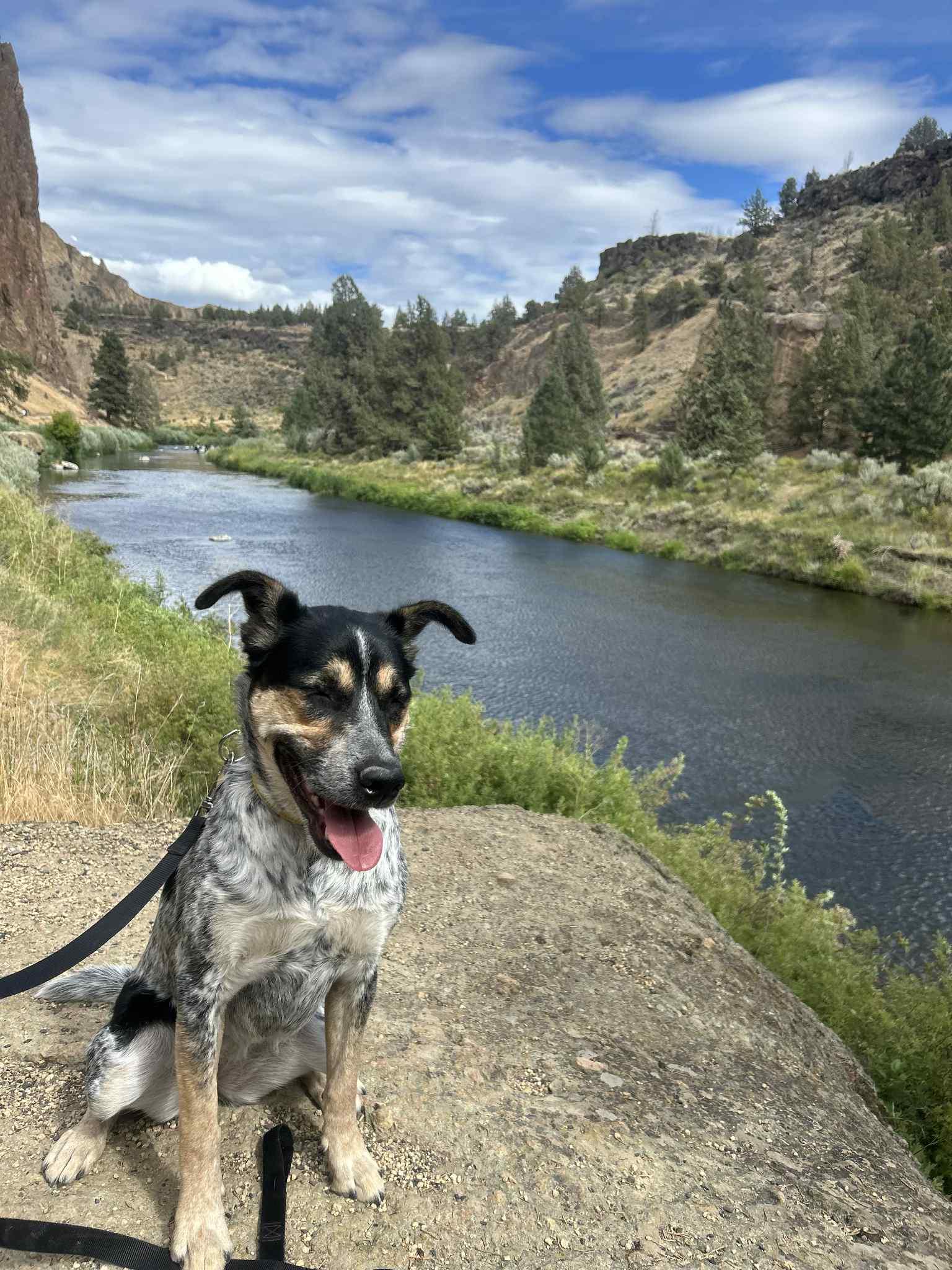 Chloe, a Adoptable mixed breed in Bend, OR image 1/6