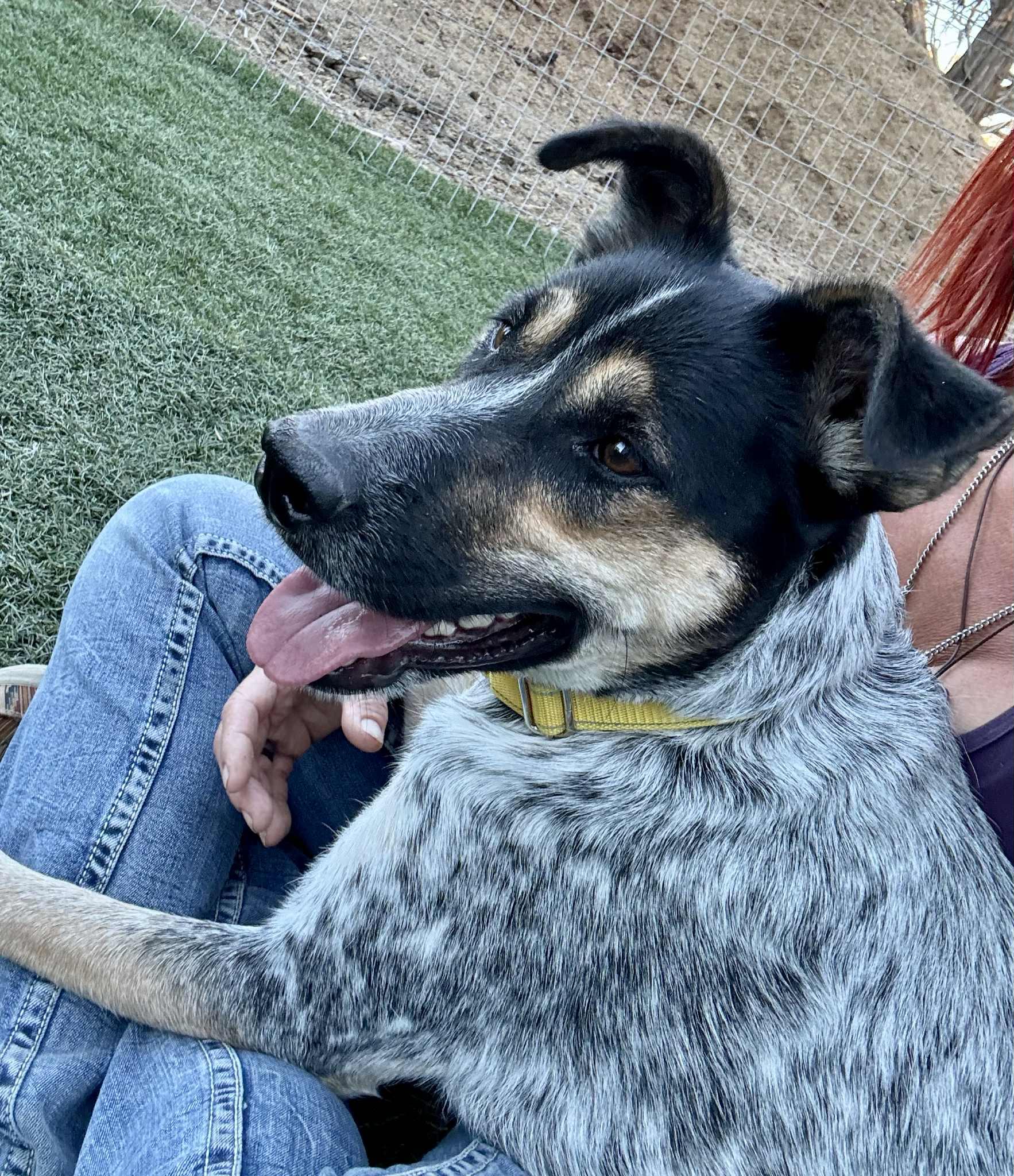 Chloe, an adoptable Australian Cattle Dog / Blue Heeler in Bend, OR, 97702 | Photo Image 6