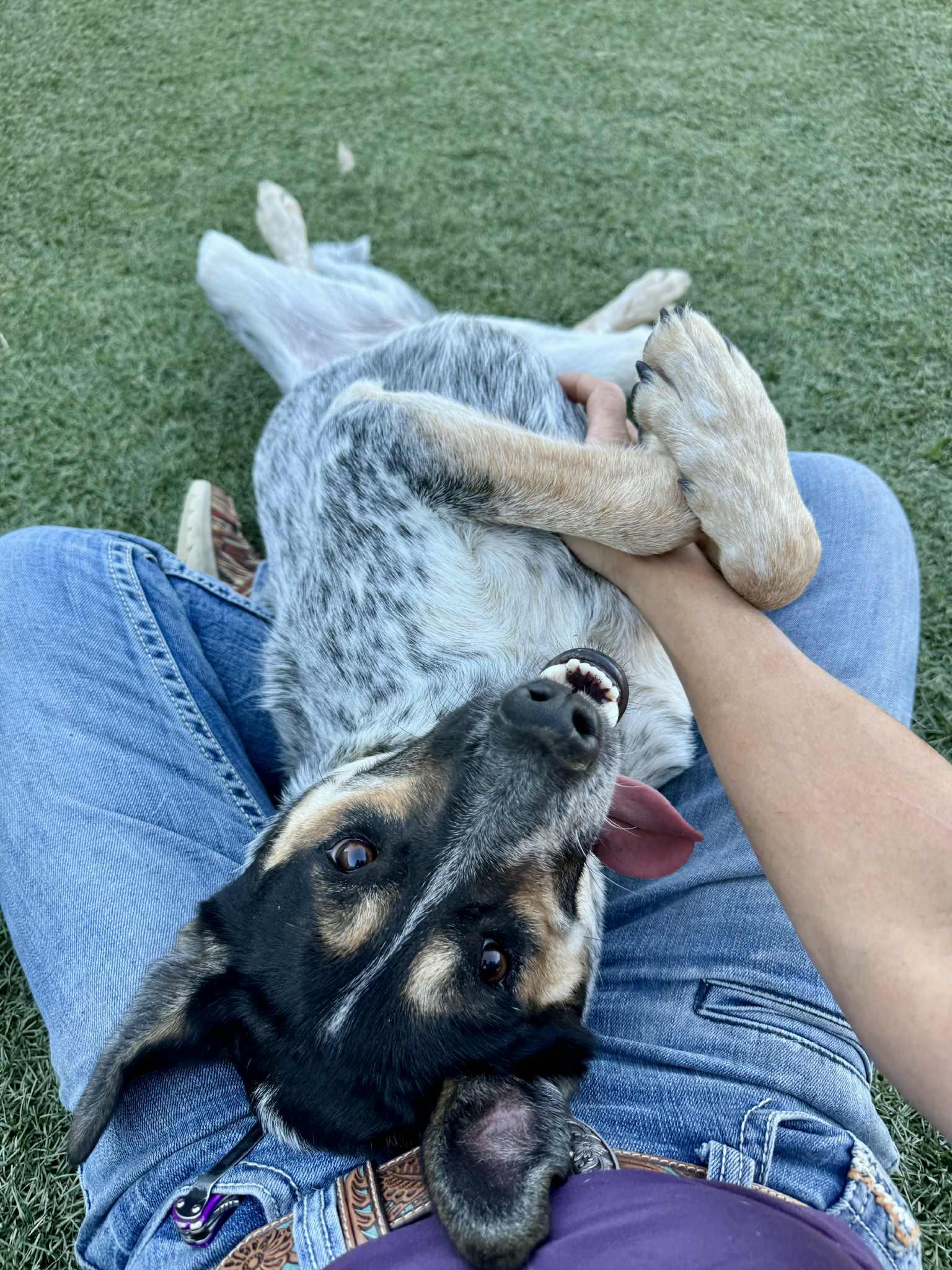 Chloe, an adoptable Australian Cattle Dog / Blue Heeler in Bend, OR, 97702 | Photo Image 3