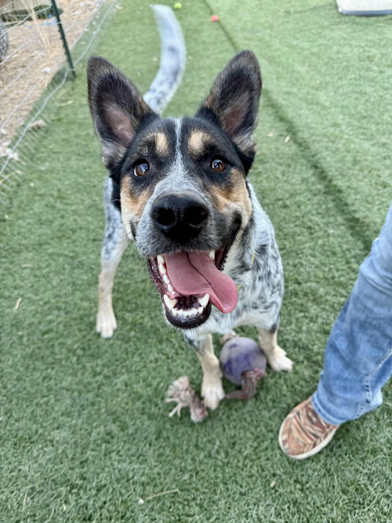 Chloe, Adoptable, Young Female Australian Cattle Dog / Blue Heeler.