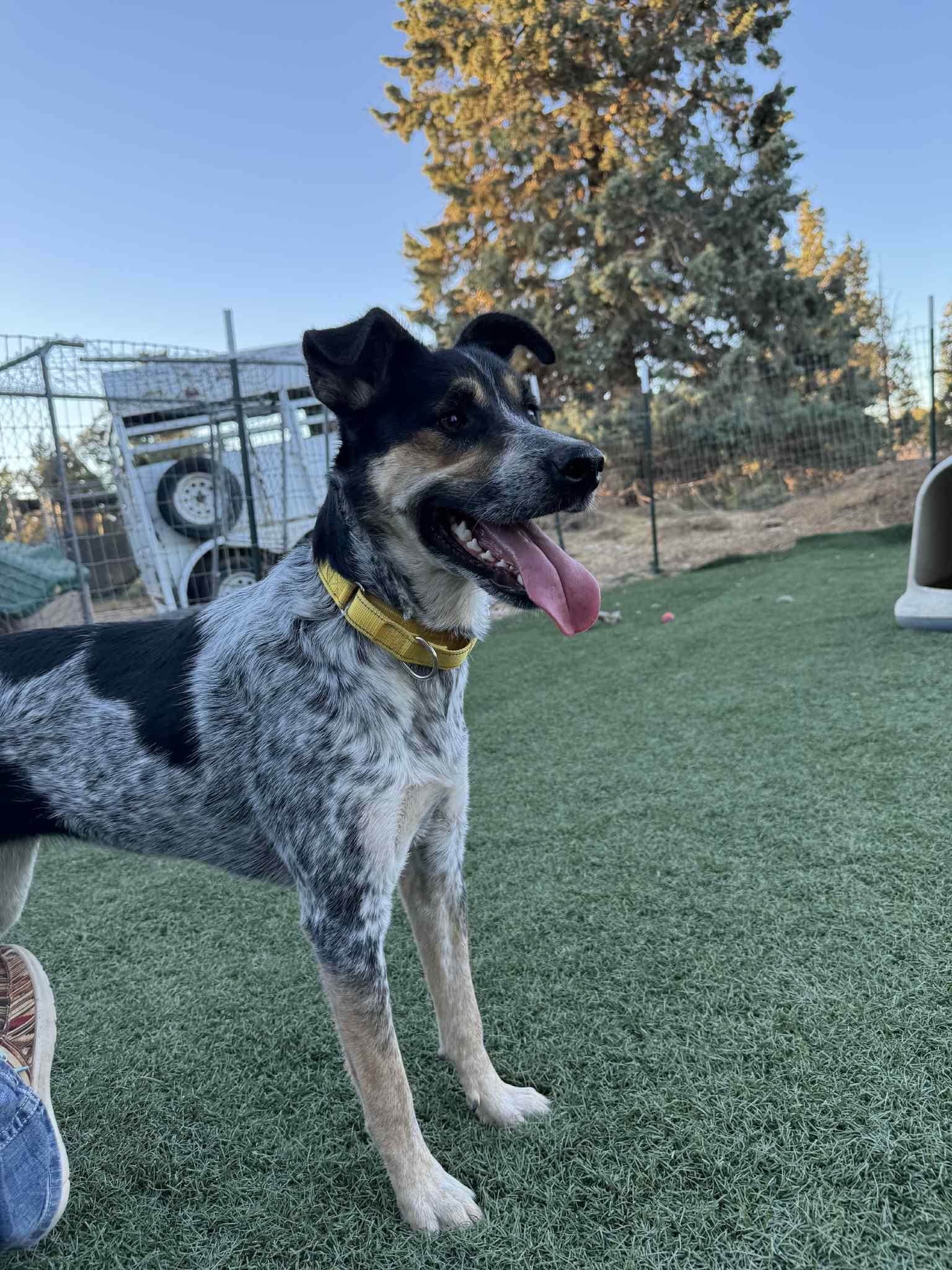Chloe, an adoptable Australian Cattle Dog / Blue Heeler in Bend, OR, 97702 | Photo Image 4
