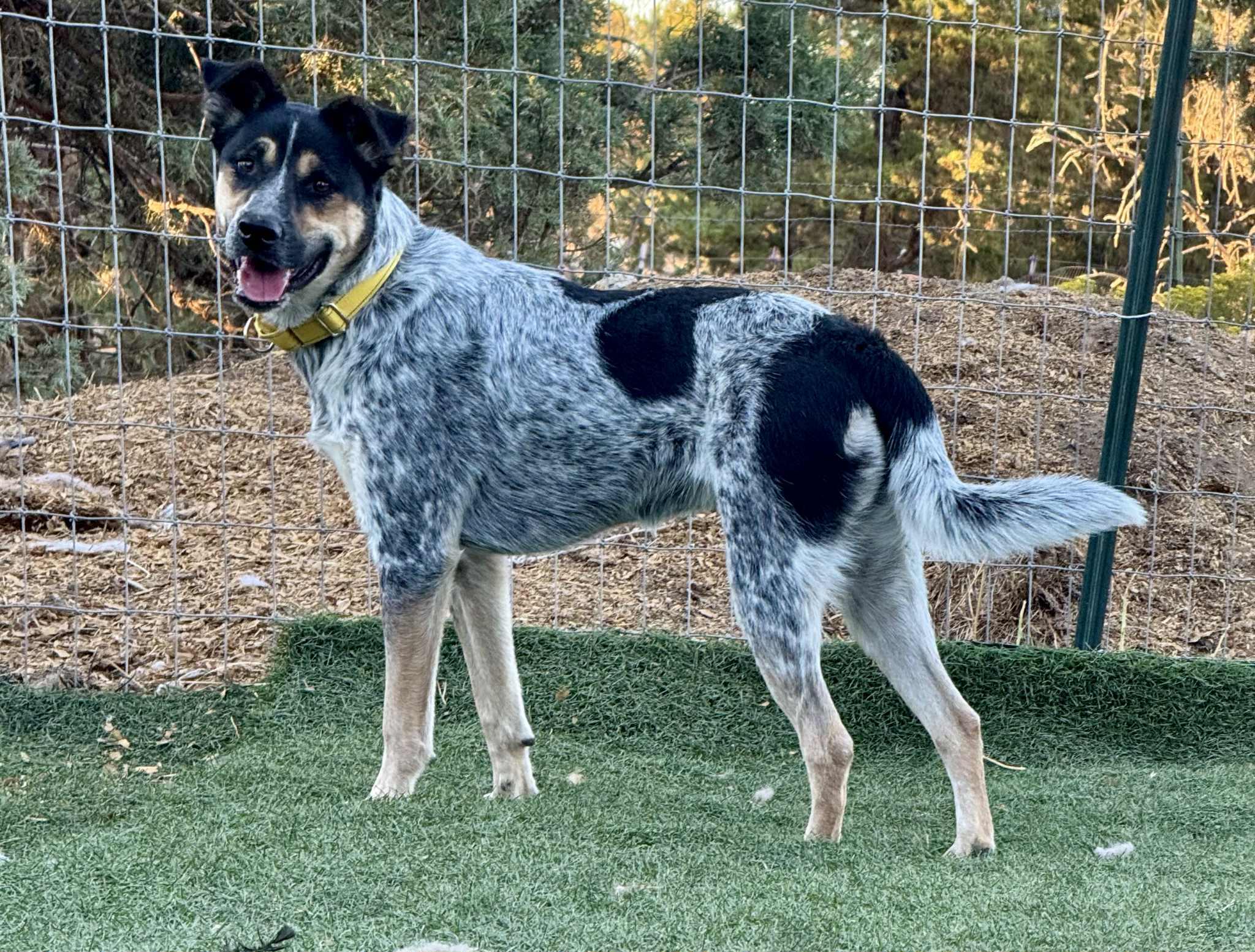 Chloe, an adoptable Australian Cattle Dog / Blue Heeler in Bend, OR, 97702 | Photo Image 5