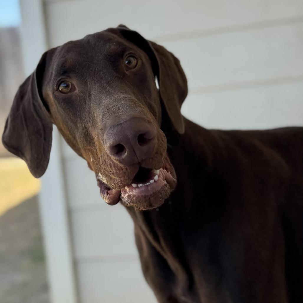 DOBERMANIA Doberman Pinschers for Adoption in Zumbrota, Minnesota | Petfinder