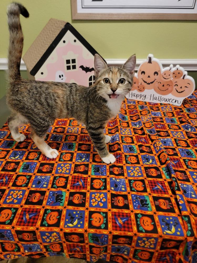 Merryweather, Adoptable, Kitten Female Calico & Tabby.